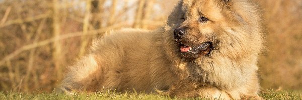 Trawa, Łąka, Szpic eurasier