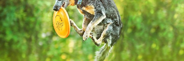 Australian Cattle Dog, Frisbee, Skok, Australijski pies pasterski