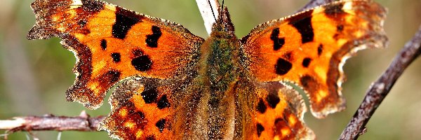 Motyl, Ceik, Rusałka, Makro, Gałązka