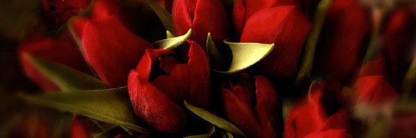 Tulipany, Czerwone, Kwiaty