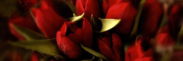 Tulipany, Czerwone, Kwiaty