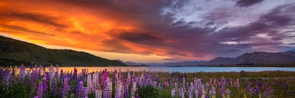 Zachód słońca, Jezioro Tekapo, Łąka, Góry, Łubin, Nowa Zelandia