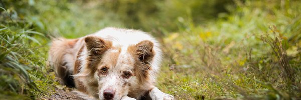 Ścieżka, Rośliny, Trawa, Border collie