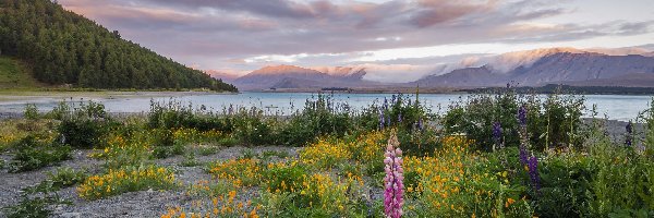Góry, Jezioro Tekapo, Wzgórza, Roślinność, Chmury, Kwiaty, Łubin, Nowa Zelandia