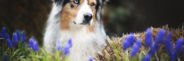 Szafirki, Australian shepherd, Owczarek australijski