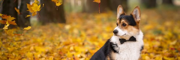 Liście, Welsh corgi cardigan, Pies