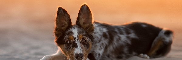 Border collie, Piasek, Plaża, Pies