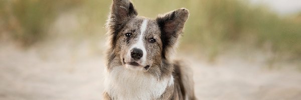 Leżący, Border collie, Pies, Piasek, Plaża