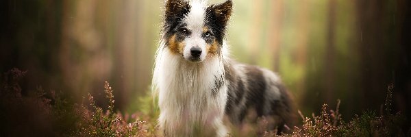 Wrzosy, Border collie, Pies
