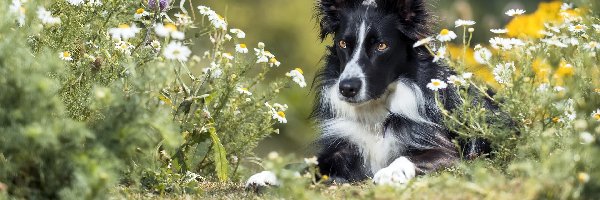Czarno-biały, Kwiaty, Border collie, Pies