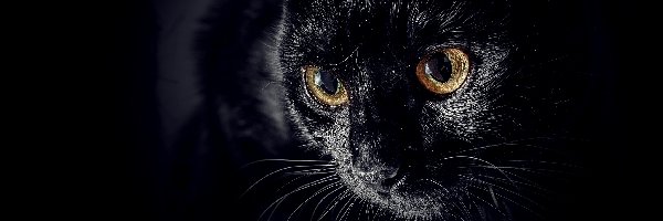 Kot, Oczy, Miodowe, Czarny