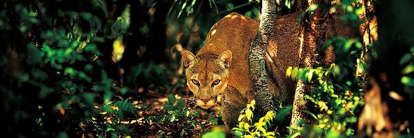 Dżungla, Puma