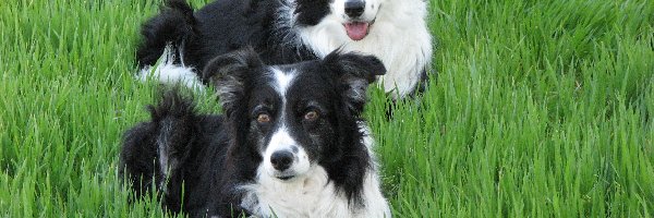 Pieski, Trawa, Border Collie, Dwa