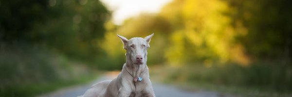 Doberman, Droga, Albinos, Pies