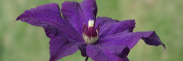 Clematis, Kwiat