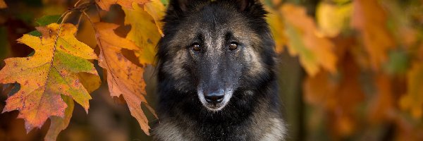 Owczarek belgijski tervueren, Liście, Mordka, Pies