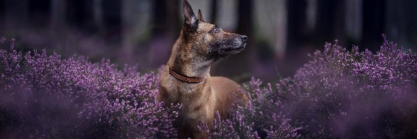 Pies, Wrzosy, Owczarek belgijski Malinois, Las, Rozmyty