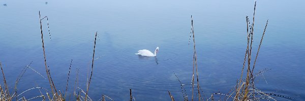 Jezioro, Biały, Woda, Łąbędź, Ptak