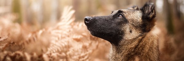 Rośliny, Owczarek belgijski malinois, Pies