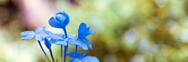 Makro, Kwiat, Niebieski