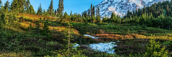 Drzewa, Góry, Park Narodowy Mount Rainier, Stan Waszyngton, Stany Zjednoczone, Śnieg, Łąka, Stratowulkan Mount Rainier, Polana