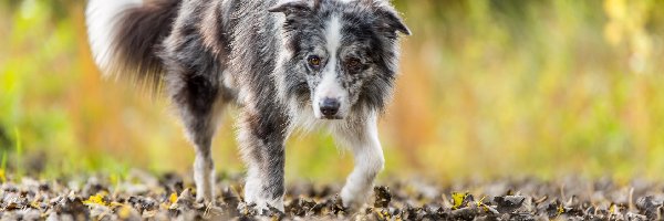 Liście, Border collie