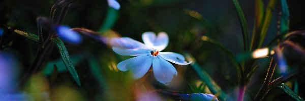 Makro, Kwiatki, Niebieskie