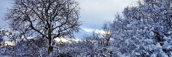 Śnieg, Drzewo, Zima