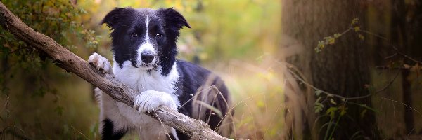 Drzewa, Gałąź, Las, Trawa, Border collie, Pies