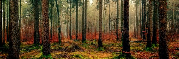 Jesień, Drzewa, Las, Mgła, Runo leśne