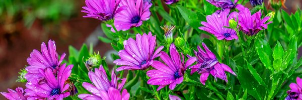 Kwiaty, Stokrotka afrykańska, Osteospermum, Ciemnoróżowe