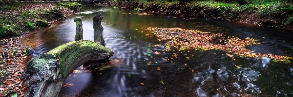 Las, Drzewa, Liście, Staw