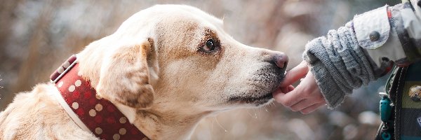 Przyjaciel, Ręka, Labrador retriever