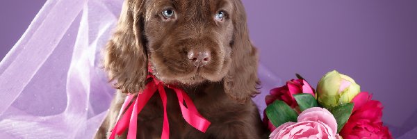 Cocker spaniel, Kwiaty, Szczeniak