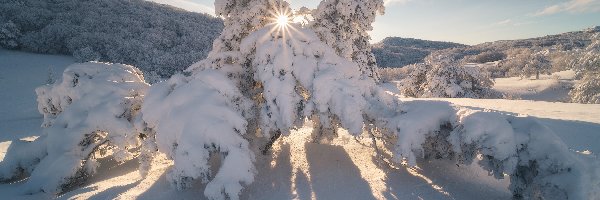 Ukraina, Drzewa, Góry Krymskie, Promienie słońca, Śnieg, Zima
