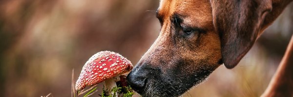 Muchomor, Rhodesian ridgeback, Pies