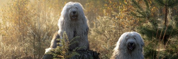 Drzewka, Owczarki staroangielskie Bobtail, Pień, Las, Psy, Dwa