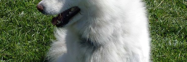 Samojed, uszy, postawione