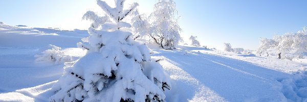 Drzewa, Zima, Ośnieżone, Wschód słońca, Śnieg