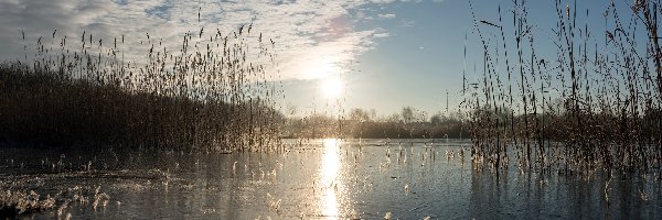 Jezioro, Trzciny, Trawy, Wschód słońca, Świt