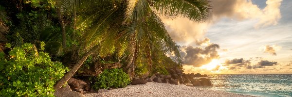 Seszele, Wschód słońca, Palma, Morze, Plaża Anse Lazio, Wyspa Praslin, Kamienie