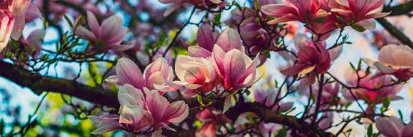 Kwiaty, Magnolia, Krzew