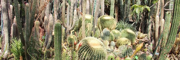 Ogród botaniczny, Kaktusy