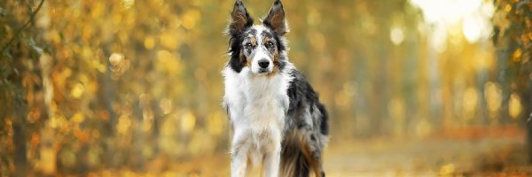 Droga, Border collie, Pies