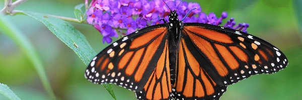 Kwiaty, Monarch, Motyl