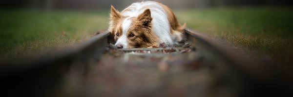 Border collie, Trawa, Tory, Pies