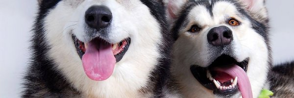 Pieski, Języki, Alaskan Malamute, Dwa