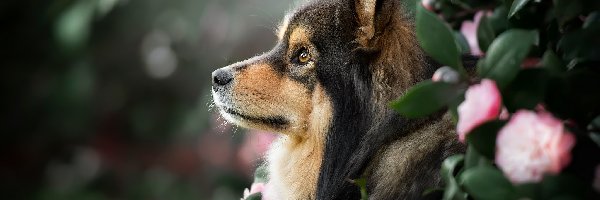 Szpic, Profil, Fiński lapphund, Pies