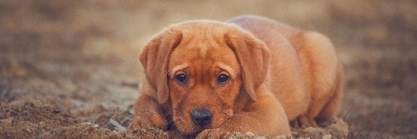 Labrador retriever, Uszy, Brązowy, Szczeniak, Długie