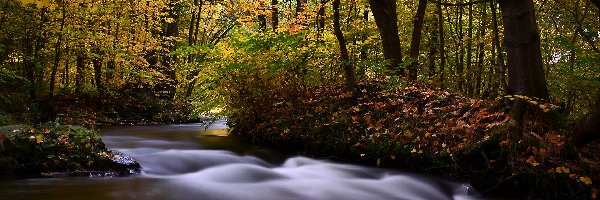 Strumień, Liście, Jesień, Las